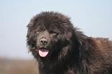 DOGUE DU TIBET 553